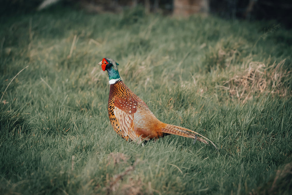 A Guide to Upland Birds