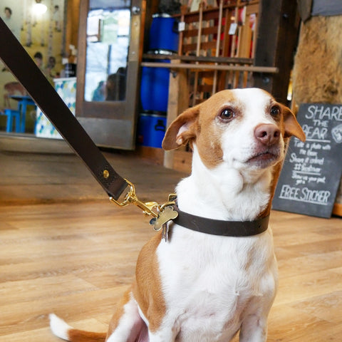 Small brown and white dog with leather collar and leash. 