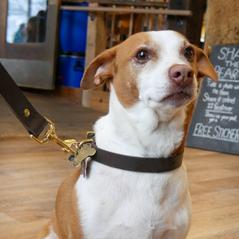 A dog wearing a collar made from full-grain leather and solid brass hardware