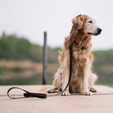 A full-grain leather dog leash