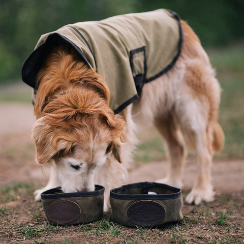 A dog drinking water from a portable waxed canvas dog bowl